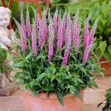 Veronica spicata Barcarolle