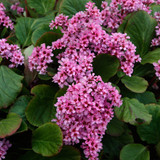 Bergenia cordifolia (5cm Modules)