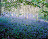 Bluebells in the Green