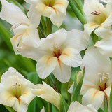 Gladioli Halley