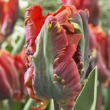 Tulip Blumex Favourite