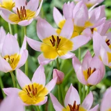 Tulip 'Saxatalis'