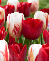 Tulip 'Hollandia'