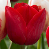 Tulip 'Hollandia'