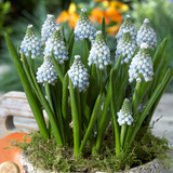 Muscari aucheri 'Ocean Magic'