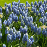 Muscari aucheri 'Ocean Magic'