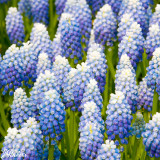 Muscari aucheri 'Ocean Magic'