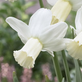 Narcissus Surfside 10-12cm