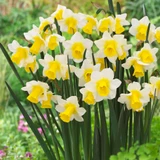 Narcissus 'Golden Echo'