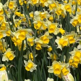 Narcissus 'Golden Echo'