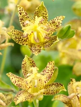 Tricyrtis latifolia