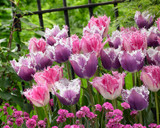 Tulip 'Huis Ten Bosch'