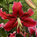 Lilium Miss Feya