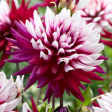 Dahlia 'Rebecca's World'