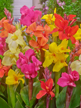 Canna Exotic Mix