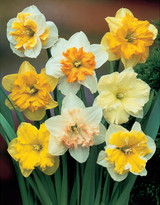 Narcissus Orchid Mix