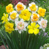 Narcissus Orchid Mix
