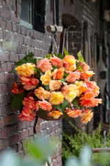 Begonia Splendide Ballerina 5/6cm