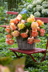 Begonia Splendide Ballerina 5/6cm