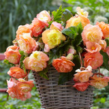 Begonia Splendide Ballerina 5/6cm