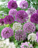 Allium 'Haarlem Superglobe' Mixed 10/12cm