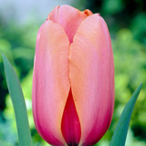 Tulip 'Apricot Impression'