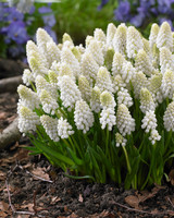 Muscari aucheri 'White Magic'