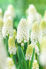 Muscari aucheri 'White Magic'