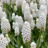 Muscari aucheri 'White Magic'