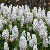 Muscari aucheri 'White Magic'