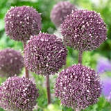 Allium 'Summer Drummer' 12cm+