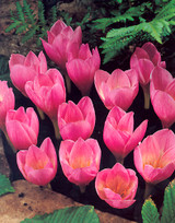 Crocus kotschyanus