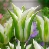 Tulip Green Star