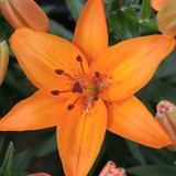Lilium Abbeville's Pride