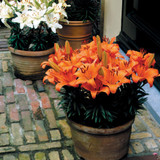 Lilium Abbeville's Pride