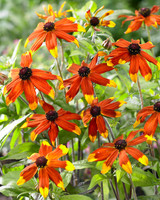 Rudbeckia 'Prairie Glow'