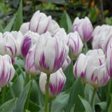 Tulip Flaming Flag (Saver Sized Bulbs)