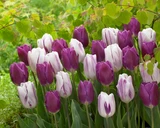 Tulip Flaming Flag