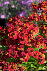 Helenium autumnale Helena Red
