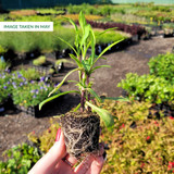 Helenium autumnale Helena Red