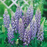 Lupin Gallery Blue