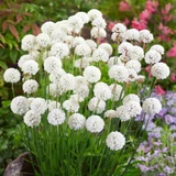 Armeria pseudarmeria 'Ballerina White'