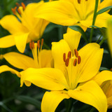 Lilium Yellow County