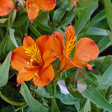 Alstroemeria aurea Orange King