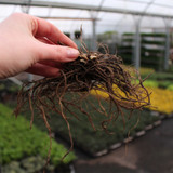 Phlox Paniculata Red