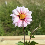 Dahlia 'Edge of Joy'