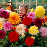 Dahlia Dinner Plate mix