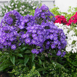 Phlox Paniculata Blue