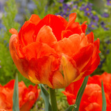 Tulip 'Monte Orange'