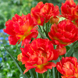 Tulip 'Monte Orange'